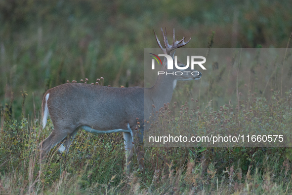 The white-tailed deer (Odocoileus virginianus), also known as the whitetail or the Virginia deer, is a medium-sized species of deer native t...