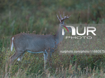 The white-tailed deer (Odocoileus virginianus), also known as the whitetail or the Virginia deer, is a medium-sized species of deer native t...