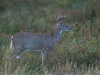 The white-tailed deer (Odocoileus virginianus), also known as the whitetail or the Virginia deer, is a medium-sized species of deer native t...