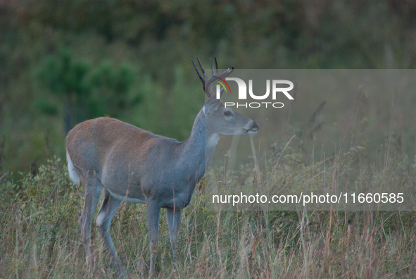 The white-tailed deer (Odocoileus virginianus), also known as the whitetail or the Virginia deer, is a medium-sized species of deer native t...