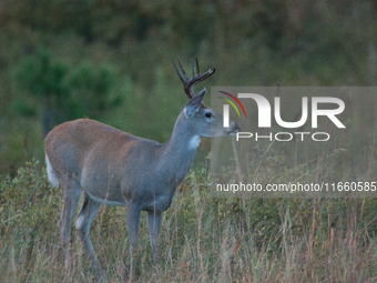 The white-tailed deer (Odocoileus virginianus), also known as the whitetail or the Virginia deer, is a medium-sized species of deer native t...