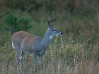 The white-tailed deer (Odocoileus virginianus), also known as the whitetail or the Virginia deer, is a medium-sized species of deer native t...