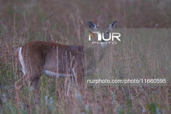 The white-tailed deer (Odocoileus virginianus), also known as the whitetail or the Virginia deer, is a medium-sized species of deer native t...