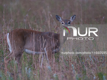 The white-tailed deer (Odocoileus virginianus), also known as the whitetail or the Virginia deer, is a medium-sized species of deer native t...