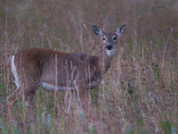 The white-tailed deer (Odocoileus virginianus), also known as the whitetail or the Virginia deer, is a medium-sized species of deer native t...