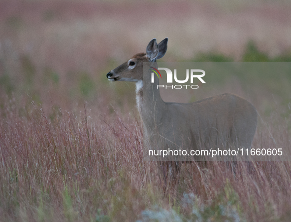 The white-tailed deer (Odocoileus virginianus), also known as the whitetail or the Virginia deer, is a medium-sized species of deer native t...