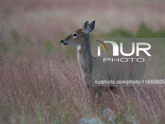 The white-tailed deer (Odocoileus virginianus), also known as the whitetail or the Virginia deer, is a medium-sized species of deer native t...