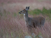 The white-tailed deer (Odocoileus virginianus), also known as the whitetail or the Virginia deer, is a medium-sized species of deer native t...