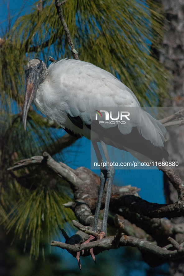 The wood stork (Mycteria americana) is a large wading bird in the family Ciconiidae. The wood stork is native to the subtropics and tropics...