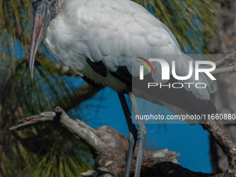 The wood stork (Mycteria americana) is a large wading bird in the family Ciconiidae. The wood stork is native to the subtropics and tropics...