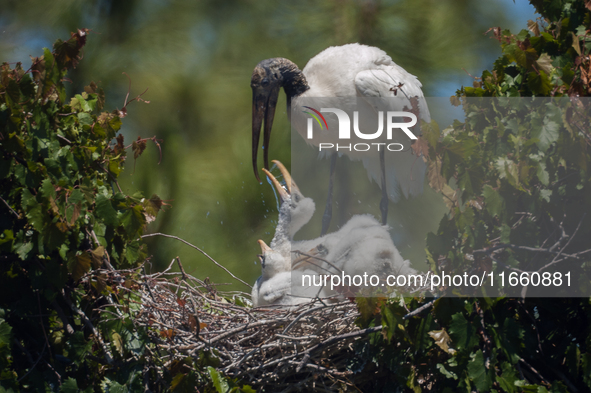 The wood stork (Mycteria americana) is a large wading bird in the family Ciconiidae. The wood stork is native to the subtropics and tropics...