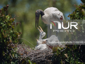 The wood stork (Mycteria americana) is a large wading bird in the family Ciconiidae. The wood stork is native to the subtropics and tropics...