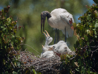 The wood stork (Mycteria americana) is a large wading bird in the family Ciconiidae. The wood stork is native to the subtropics and tropics...