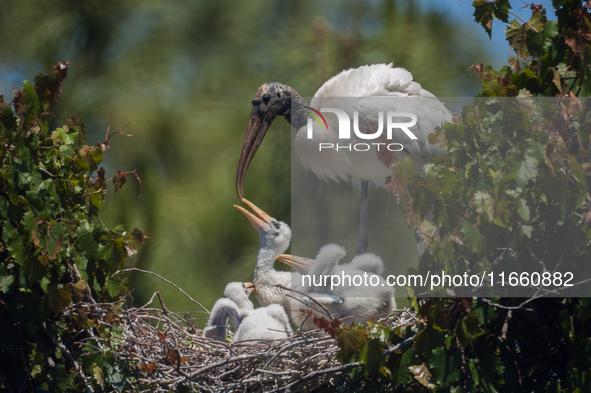 The wood stork (Mycteria americana) is a large wading bird in the family Ciconiidae. The wood stork is native to the subtropics and tropics...