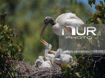 The wood stork (Mycteria americana) is a large wading bird in the family Ciconiidae. The wood stork is native to the subtropics and tropics...