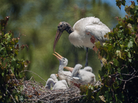 The wood stork (Mycteria americana) is a large wading bird in the family Ciconiidae. The wood stork is native to the subtropics and tropics...