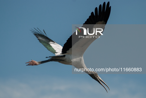 The wood stork (Mycteria americana) is a large wading bird in the family Ciconiidae. The wood stork is native to the subtropics and tropics...