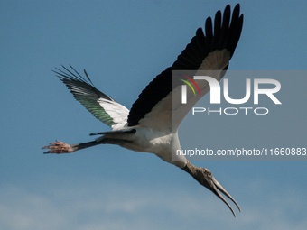 The wood stork (Mycteria americana) is a large wading bird in the family Ciconiidae. The wood stork is native to the subtropics and tropics...