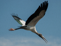 The wood stork (Mycteria americana) is a large wading bird in the family Ciconiidae. The wood stork is native to the subtropics and tropics...