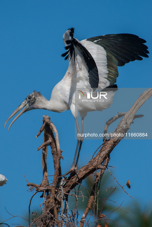 The wood stork (Mycteria americana) is a large wading bird in the family Ciconiidae. The wood stork is native to the subtropics and tropics...