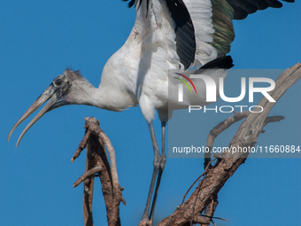 The wood stork (Mycteria americana) is a large wading bird in the family Ciconiidae. The wood stork is native to the subtropics and tropics...