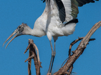 The wood stork (Mycteria americana) is a large wading bird in the family Ciconiidae. The wood stork is native to the subtropics and tropics...