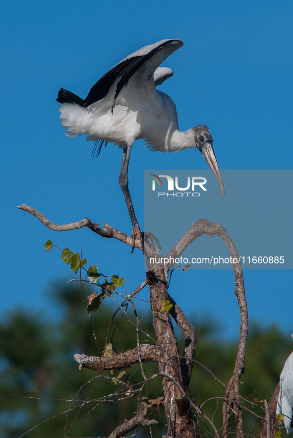 The wood stork (Mycteria americana) is a large wading bird in the family Ciconiidae. The wood stork is native to the subtropics and tropics...