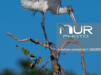 The wood stork (Mycteria americana) is a large wading bird in the family Ciconiidae. The wood stork is native to the subtropics and tropics...