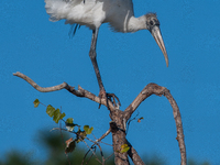 The wood stork (Mycteria americana) is a large wading bird in the family Ciconiidae. The wood stork is native to the subtropics and tropics...