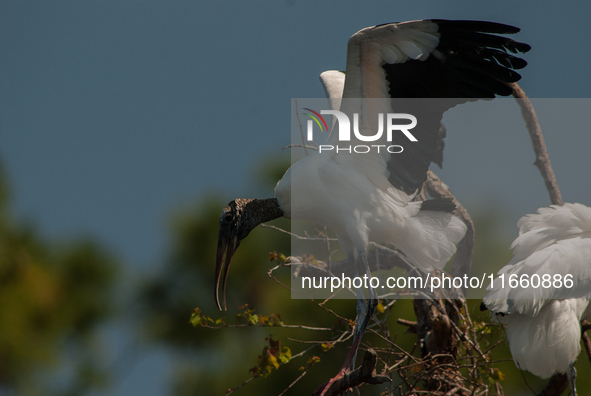 The wood stork (Mycteria americana) is a large wading bird in the family Ciconiidae. The wood stork is native to the subtropics and tropics...