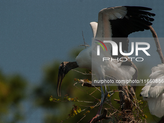 The wood stork (Mycteria americana) is a large wading bird in the family Ciconiidae. The wood stork is native to the subtropics and tropics...