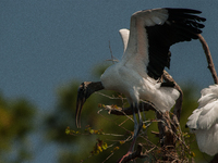 The wood stork (Mycteria americana) is a large wading bird in the family Ciconiidae. The wood stork is native to the subtropics and tropics...