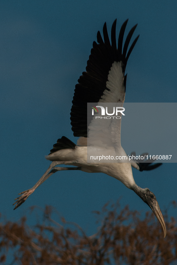 The wood stork (Mycteria americana) is a large wading bird in the family Ciconiidae. The wood stork is native to the subtropics and tropics...