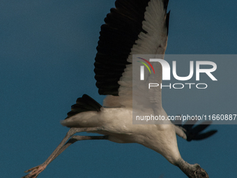 The wood stork (Mycteria americana) is a large wading bird in the family Ciconiidae. The wood stork is native to the subtropics and tropics...