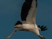 The wood stork (Mycteria americana) is a large wading bird in the family Ciconiidae. The wood stork is native to the subtropics and tropics...