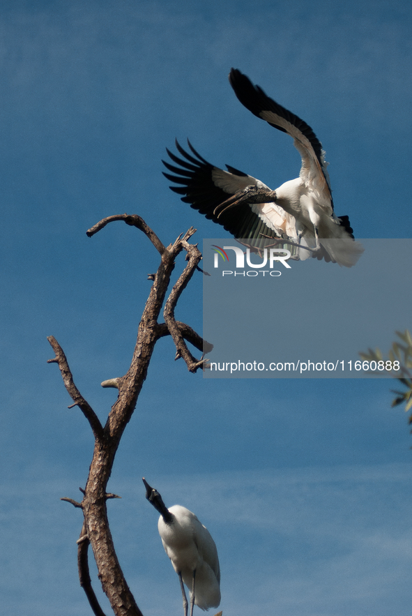 The wood stork (Mycteria americana) is a large wading bird in the family Ciconiidae. The wood stork is native to the subtropics and tropics...