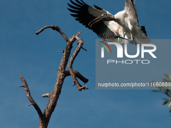 The wood stork (Mycteria americana) is a large wading bird in the family Ciconiidae. The wood stork is native to the subtropics and tropics...