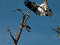 The wood stork (Mycteria americana) is a large wading bird in the family Ciconiidae. The wood stork is native to the subtropics and tropics...