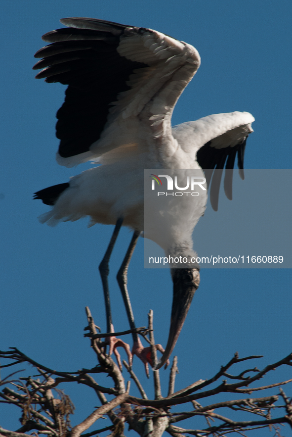 The wood stork (Mycteria americana) is a large wading bird in the family Ciconiidae. The wood stork is native to the subtropics and tropics...