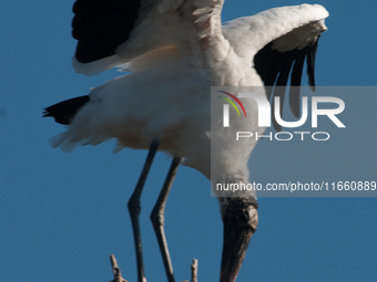 The wood stork (Mycteria americana) is a large wading bird in the family Ciconiidae. The wood stork is native to the subtropics and tropics...