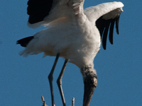 The wood stork (Mycteria americana) is a large wading bird in the family Ciconiidae. The wood stork is native to the subtropics and tropics...