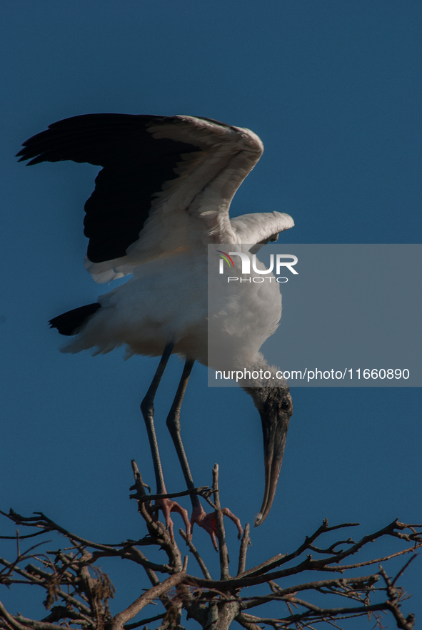 The wood stork (Mycteria americana) is a large wading bird in the family Ciconiidae. The wood stork is native to the subtropics and tropics...