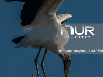 The wood stork (Mycteria americana) is a large wading bird in the family Ciconiidae. The wood stork is native to the subtropics and tropics...