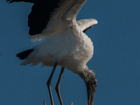 The wood stork (Mycteria americana) is a large wading bird in the family Ciconiidae. The wood stork is native to the subtropics and tropics...