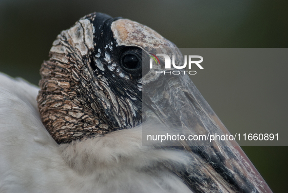 The wood stork (Mycteria americana) is a large wading bird in the family Ciconiidae. The wood stork is native to the subtropics and tropics...