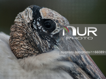 The wood stork (Mycteria americana) is a large wading bird in the family Ciconiidae. The wood stork is native to the subtropics and tropics...