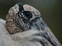 The wood stork (Mycteria americana) is a large wading bird in the family Ciconiidae. The wood stork is native to the subtropics and tropics...