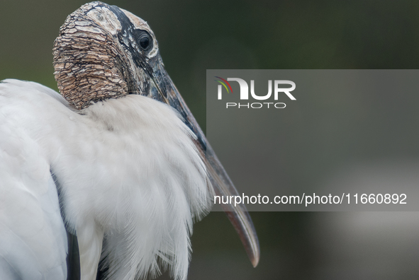 The wood stork (Mycteria americana) is a large wading bird in the family Ciconiidae. The wood stork is native to the subtropics and tropics...