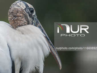 The wood stork (Mycteria americana) is a large wading bird in the family Ciconiidae. The wood stork is native to the subtropics and tropics...