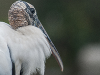 The wood stork (Mycteria americana) is a large wading bird in the family Ciconiidae. The wood stork is native to the subtropics and tropics...